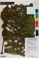 登錄號:P020727藏品圖，第1張