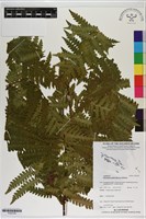 登錄號:P020729藏品圖，第1張