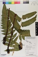 登錄號:P020730藏品圖，第1張