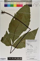 登錄號:P020731藏品圖，第1張