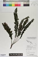 登錄號:P020732藏品圖，第1張