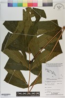 登錄號:P020733藏品圖，第1張