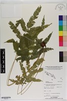 登錄號:P020734藏品圖，第1張