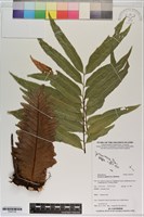 登錄號:P020739藏品圖，第1張