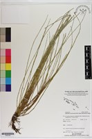 臺灣木賊藏品圖，第1張