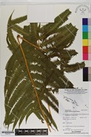 登錄號:P020741藏品圖，第1張