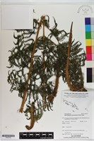 桫欏大金星蕨藏品圖，第1張