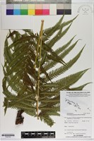 登錄號:P020744藏品圖，第1張