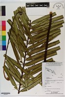 登錄號:P020745藏品圖，第1張