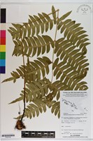 登錄號:P020746藏品圖，第1張