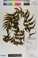 登錄號:P020749藏品圖，第1張