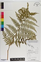 登錄號:P020750藏品圖，第1張