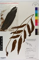 尾葉實蕨藏品圖，第1張