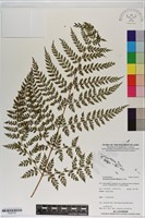 假複葉耳蕨藏品圖，第1張