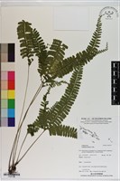 鈍齒鱗始蕨藏品圖，第1張