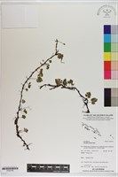 登錄號:P020756藏品圖，第1張