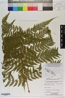 登錄號:P020757藏品圖，第1張