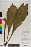 登錄號:P020764藏品圖，第1張