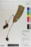 登錄號:P020765藏品圖，第1張