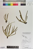 登錄號:P020766藏品圖，第1張