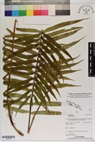 登錄號:P020768藏品圖，第1張