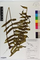 登錄號:P020770藏品圖，第1張