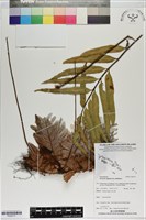 登錄號:P020771藏品圖，第1張