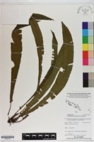 登錄號:P020772藏品圖，第1張