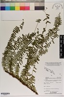 登錄號:P020773藏品圖，第1張