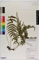 登錄號:P020774藏品圖，第1張