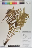 登錄號:P020775藏品圖，第1張