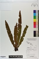 登錄號:P020777藏品圖，第1張