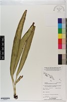 登錄號:P020778藏品圖，第1張