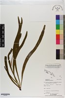 帶狀瓶爾小草藏品圖，第1張