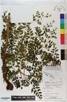 登錄號:P020783藏品圖，第1張