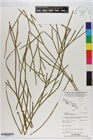 垂枝松葉蕨藏品圖，第1張