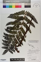 登錄號:P020785藏品圖，第1張