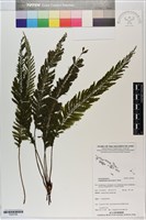 登錄號:P020786藏品圖，第1張