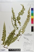 登錄號:P020788藏品圖，第1張