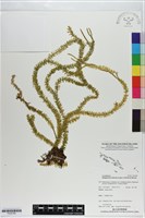 登錄號:P020789藏品圖，第1張