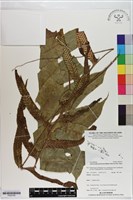 登錄號:P020790藏品圖，第1張