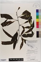 登錄號:P020791藏品圖，第1張