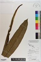 登錄號:P020793藏品圖，第1張