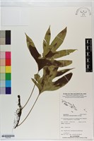 登錄號:P020794藏品圖，第1張