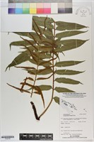 登錄號:P020795藏品圖，第1張