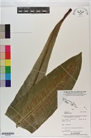 臺灣山蘇花藏品圖，第1張