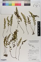 陵齒蕨藏品圖，第1張