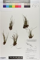 登錄號:P020798藏品圖，第1張