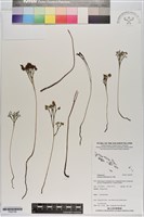 分枝莎草蕨藏品圖，第1張