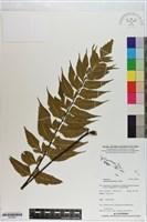 革葉鐵角蕨藏品圖，第1張